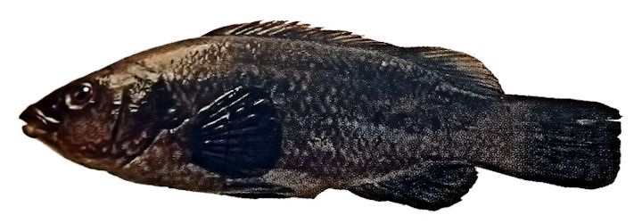 Labrus merula_002